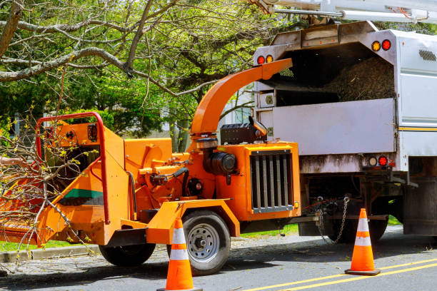 The Steps Involved in Our Tree Care Process in Essexville, MI